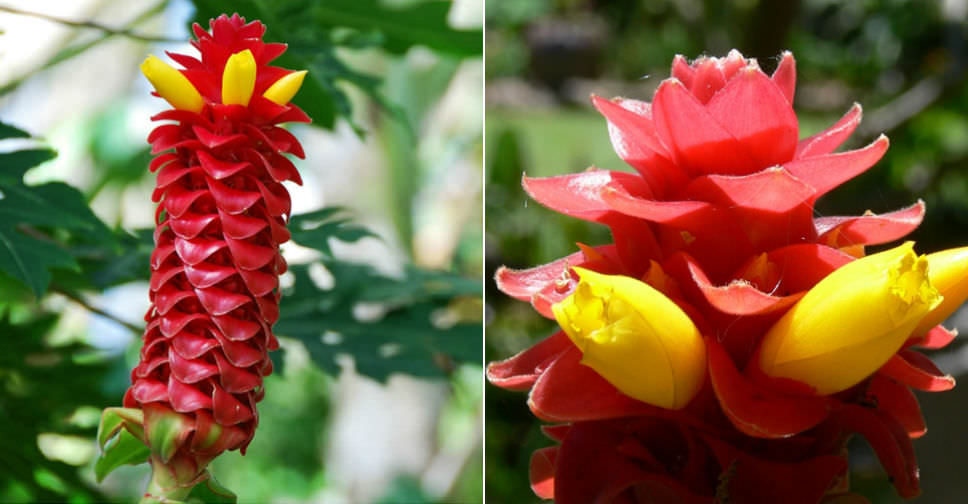 Costus barbatus (Spiral Ginger)  World of Flowering Plants