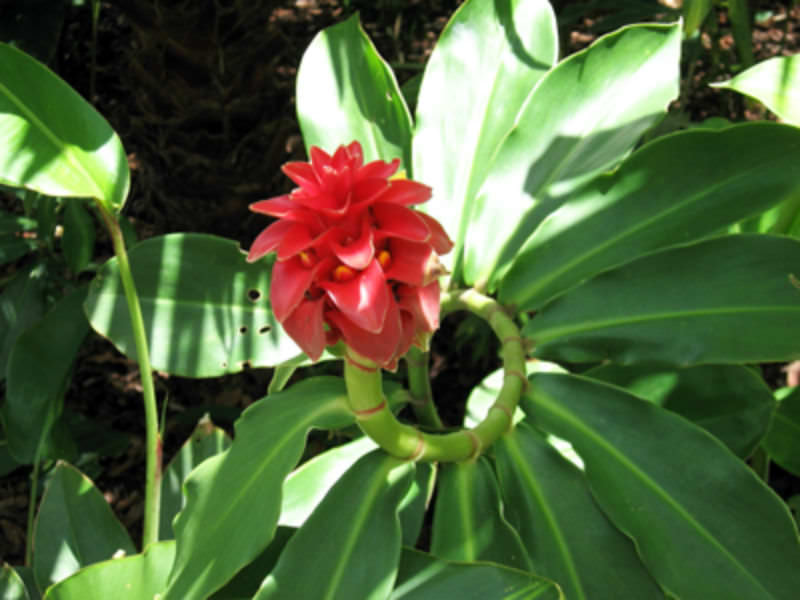 Costus barbatus - Spiral Ginger, Red Tower Ginger | World of Flowering ...