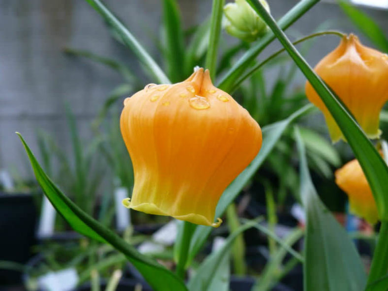 Sandersonia aurantiaca (Chinese Lantern Lily)