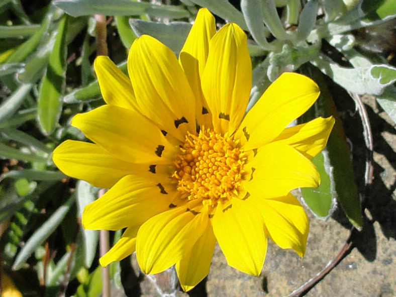 Gazania linearis (Treasure Flower)