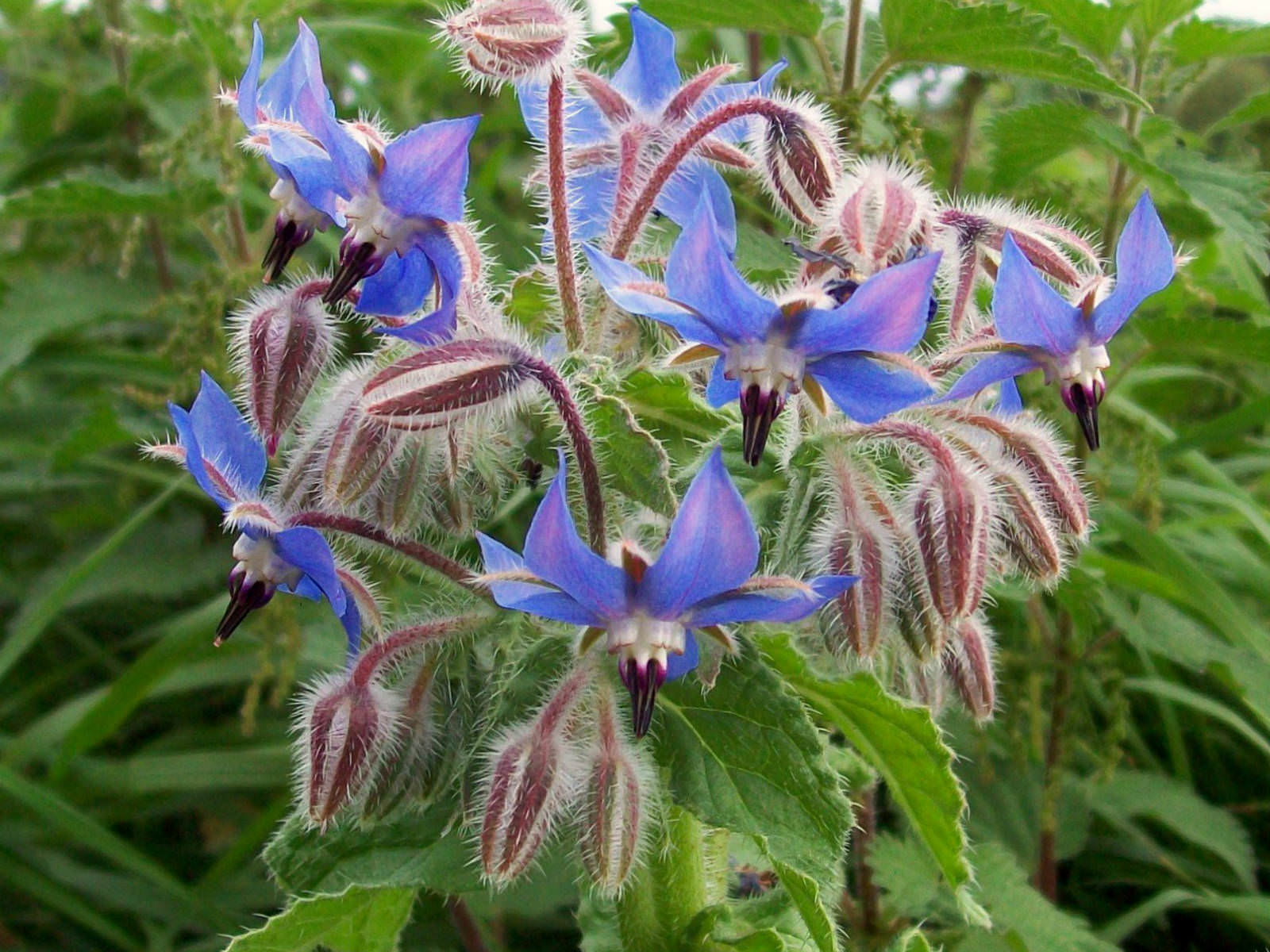 Seeds Of Common Borage BORAGO OFFICINALIS The Original Garden 40