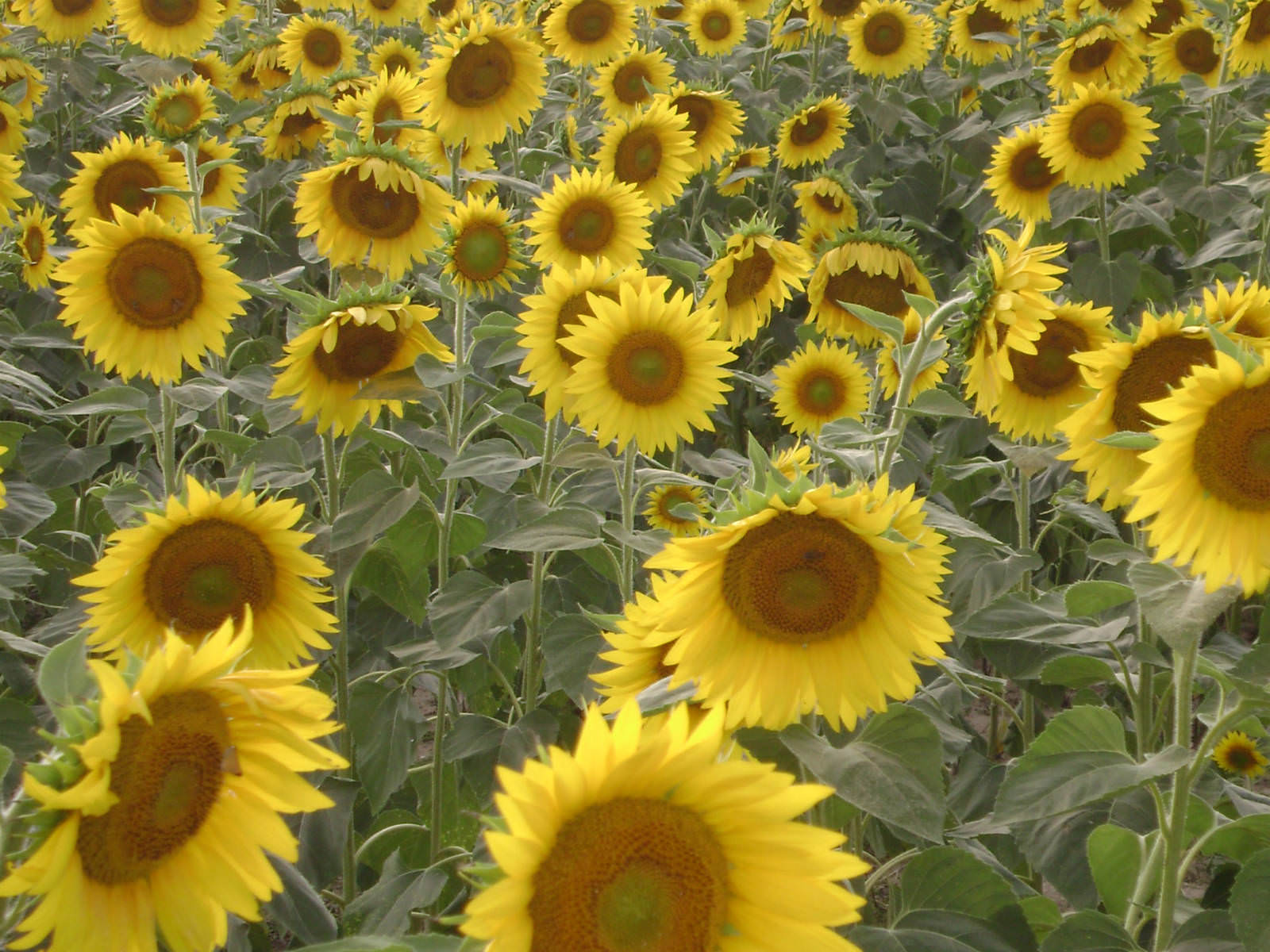 helianthus-annuus-sunflower-world-of-flowering-plants