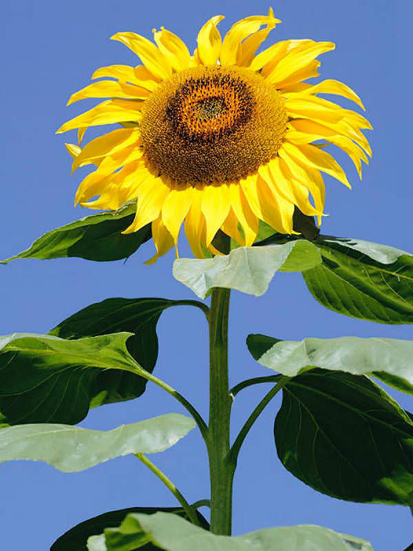 Helianthus Annuus Sunflower World Of Flowering Plants Helianthus Annuus Sunflower World Of Flowering Plants