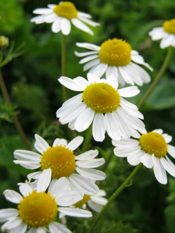 Matricaria Chamomilla German Chamomile World Of Flowering Plants