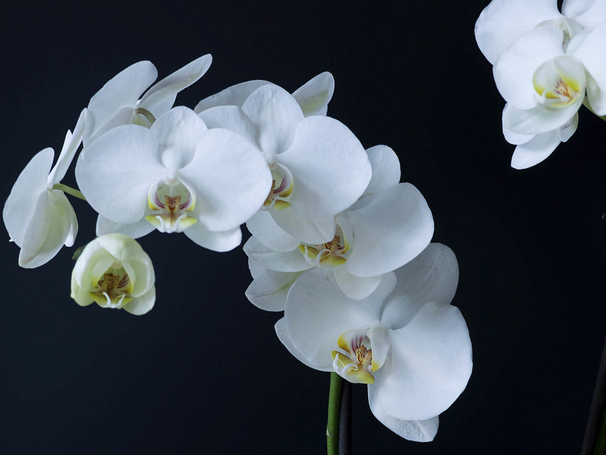 Phalaenopsis Amabilis Moth Orchid World Of Flowering Plants 