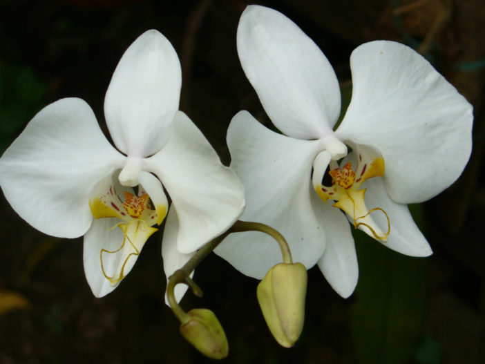 Phalaenopsis amabilis (Moth Orchid) - World of Flowering Plants