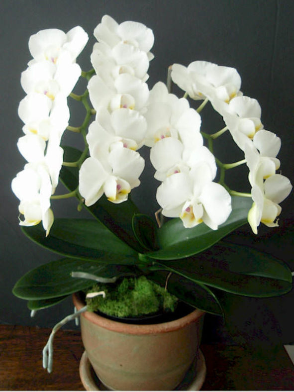 Phalaenopsis amabilis - Moth Orchid