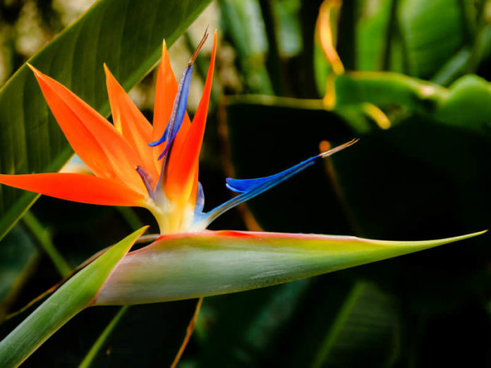 Strelitzia reginae (Bird of Paradise Flower) - World of Flowering Plants