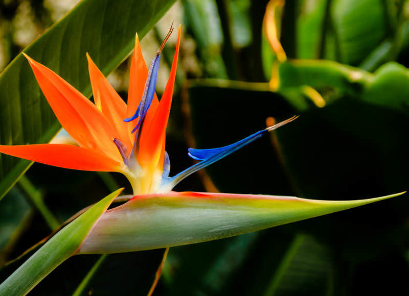 Crane Flower | World of Flowering Plants