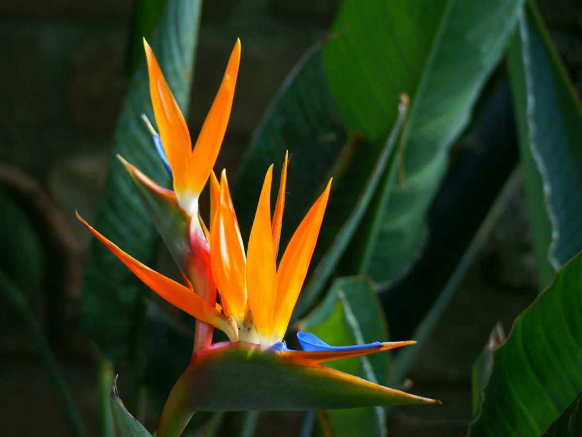 Strelitzia reginae (Bird of Paradise Flower) - World of Flowering Plants