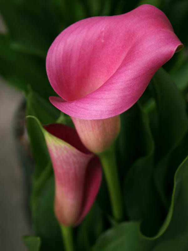 Zantedeschia Rehmannii Pink Calla Lily World Of Flowering Plants