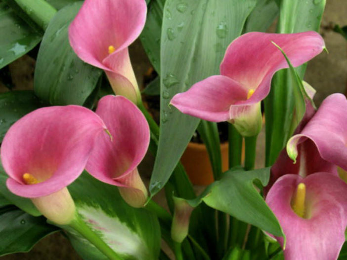 Zantedeschia rehmannii (Pink Calla Lily)