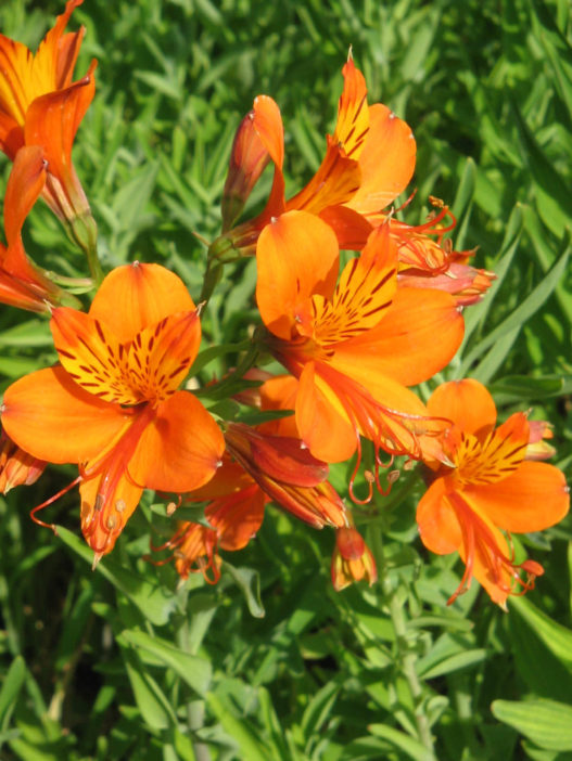 Alstroemeria aurea (Golden Lily of the Incas) - World of Flowering Plants