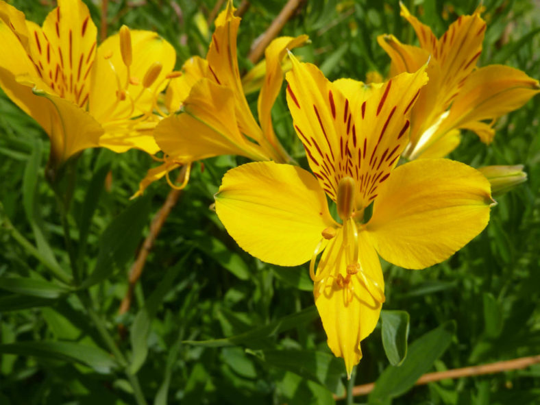 Alstroemeria aurea (Golden Lily of the Incas)
