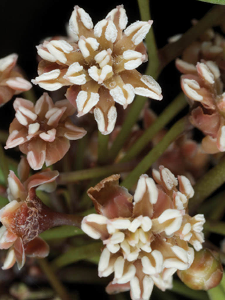 Amborella trichopoda | World of Flowering Plants