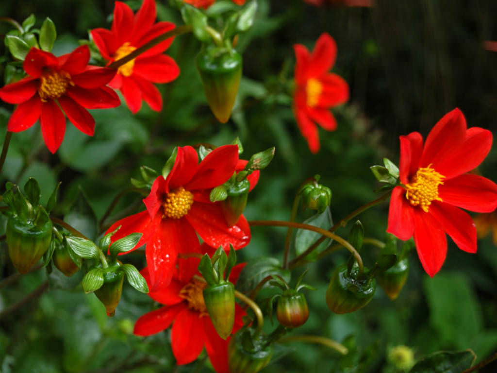 Dahlia coccinea Red Dahlia4