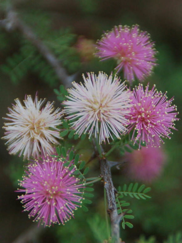 Mimosa borealis - Fragrant Mimosa