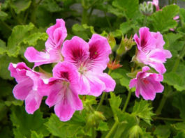 Pelargonium cucullatum (Wilde Malva) - World of Flowering Plants