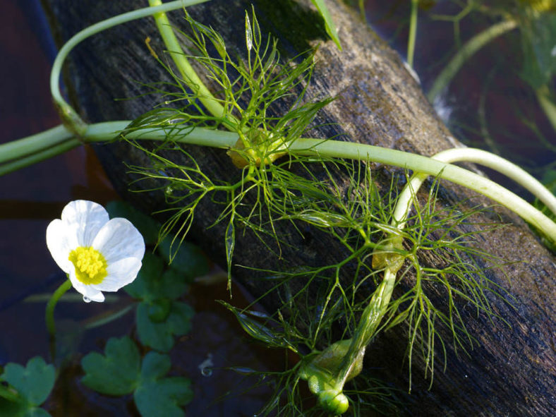 Ranunculus peltatus - Pond Water-Crowfoot