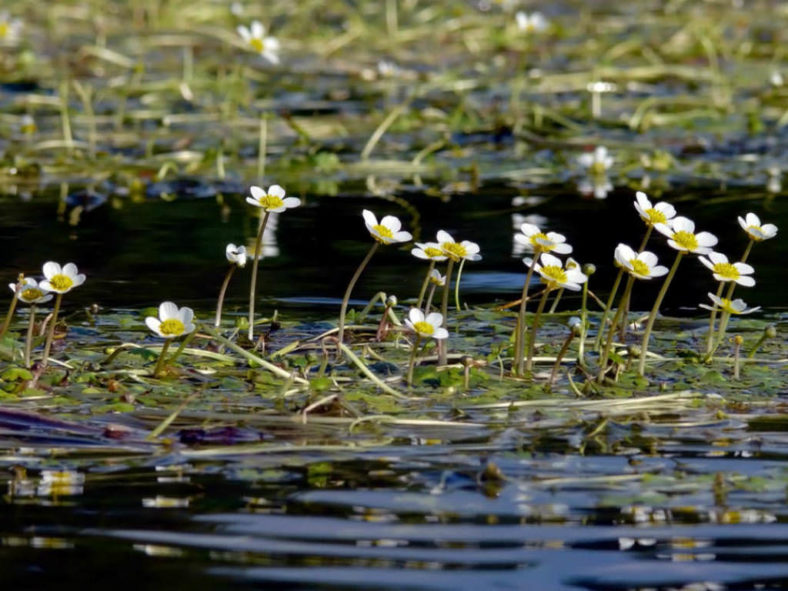 Ranunculus peltatus - Pond Water-Crowfoot