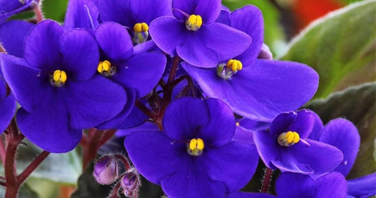7 Beautiful Photos of African Violets - One of the World's Most Popular