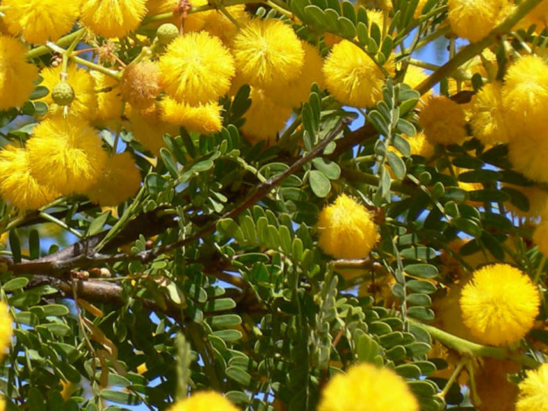 Vachellia farnesiana - Mimosa Bush