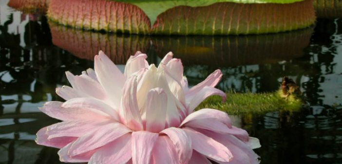 Giant Water Lily,Free shipping 30 Seeds Victoria water lily,Victoria Amazonica 
