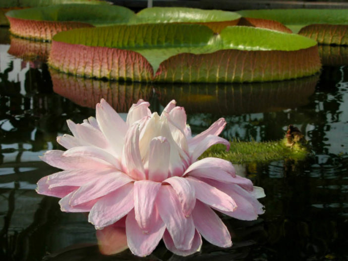 Victoria amazonica (Giant Water Lily)