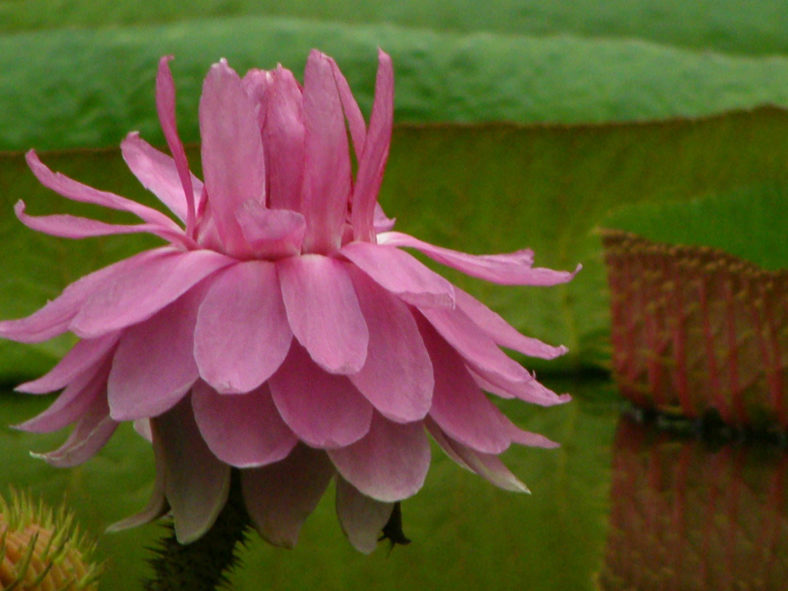 Victoria amazonica (Amazon Water Lily)
