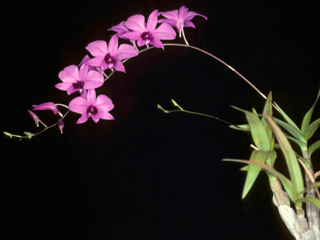 Dendrobium-bigibbum-Cooktown-Orchid1.jpg