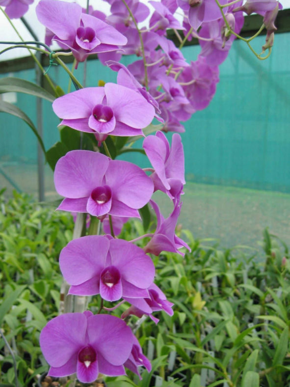 Dendrobium bigibbum - Cooktown Orchid
