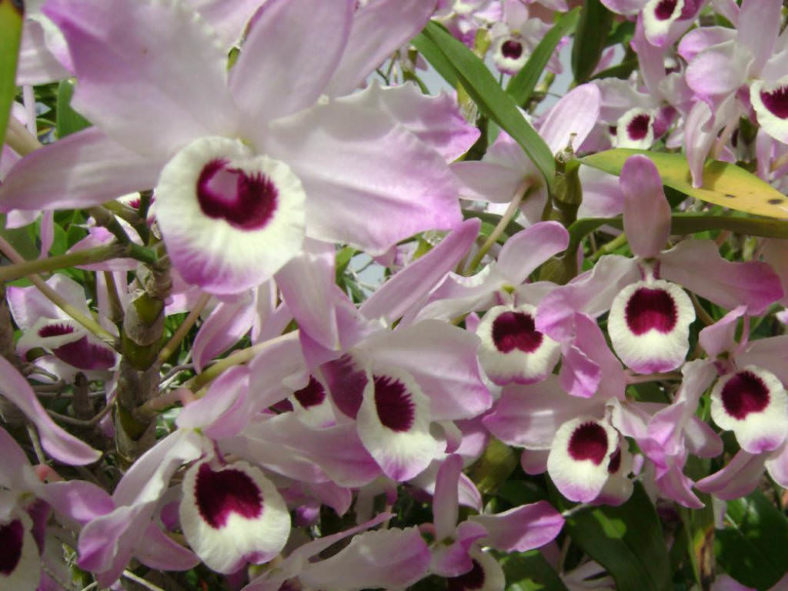 Dendrobium nobile - Noble Dendrobium