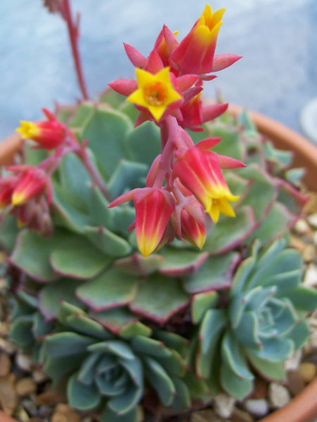 Echeveria elegans (Mexican Snowball) - World of Flowering Plants