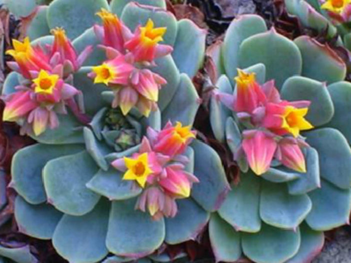 Echeveria elegans (Mexican Snowball) | World of Flowering ...