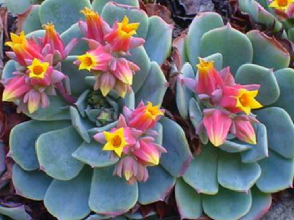 Echeveria Elegans Mexican Snowball World Of Flowering Plants