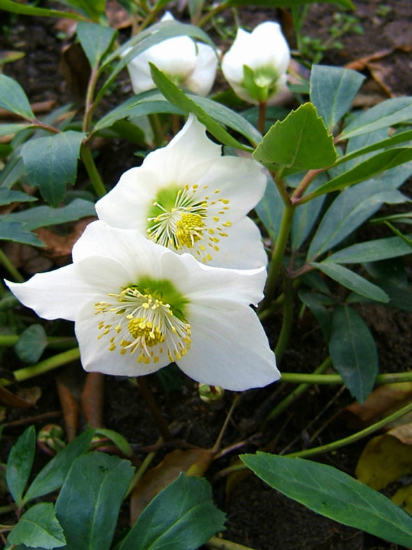 Helleborus niger - Christmas Rose