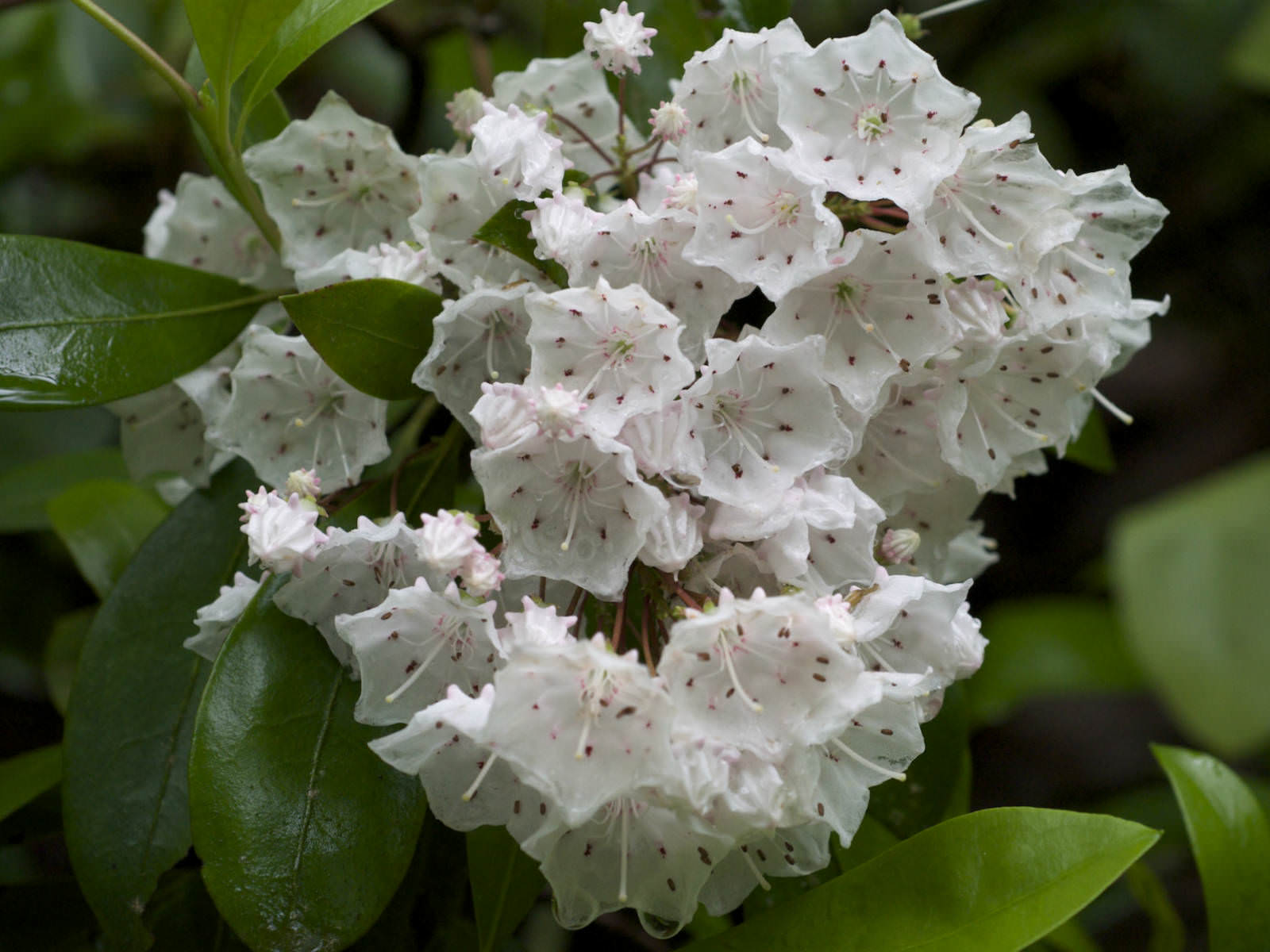 Kalmia latifolia (Mountain Laurel)  World of Flowering Plants