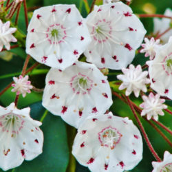 Kalmia latifolia (Mountain Laurel) - World of Flowering Plants