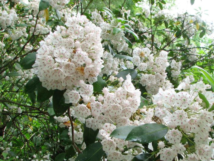 Kalmia latifolia (Mountain Laurel) - World of Flowering Plants