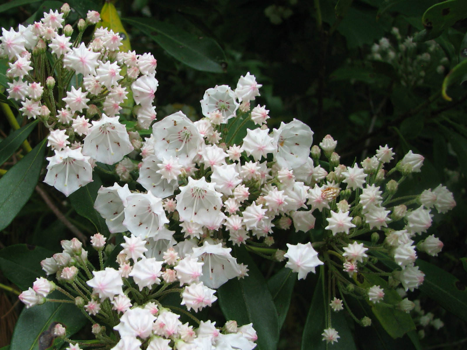 Kalmia Latifolia Mountain Laurel