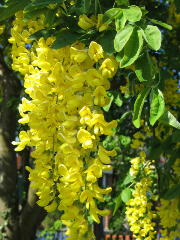 Laburnum anagyroides - Golden Chain Tree