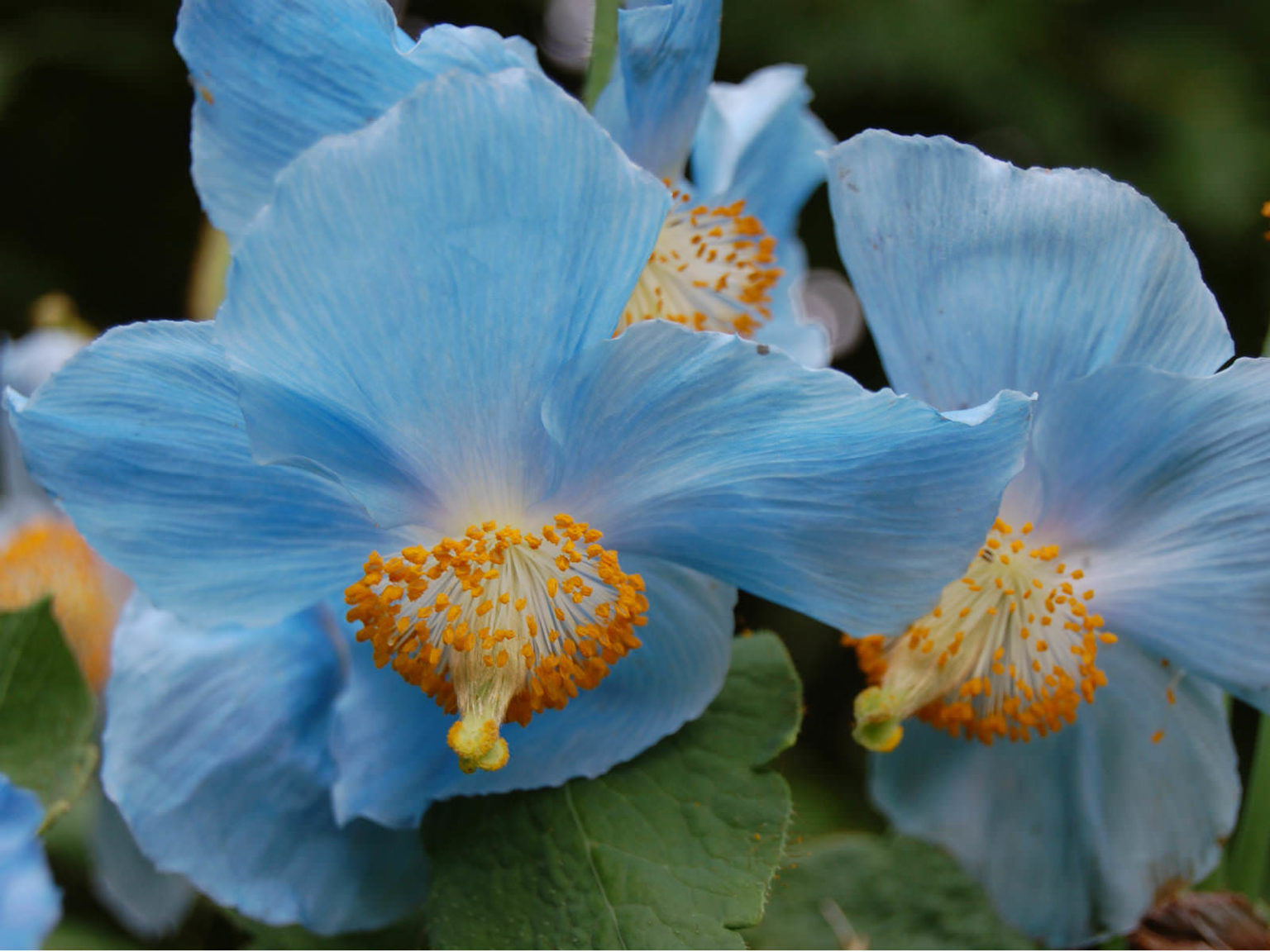 Meconopsis betonicifolia (Himalayan Blue Poppy) World of Flowering Plants