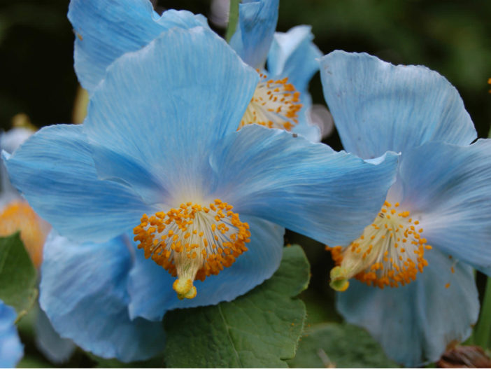 Meconopsis betonicifolia - Himalayan Blue Poppy