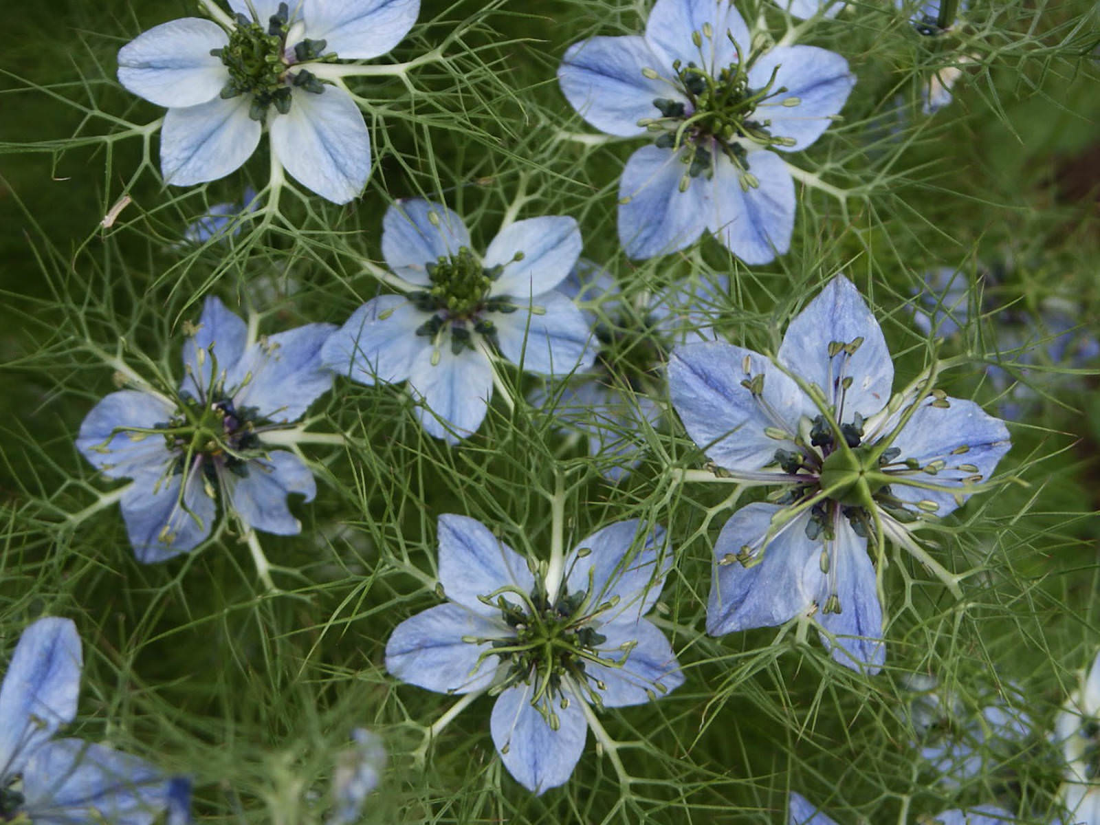 Nigella Sativa Flower