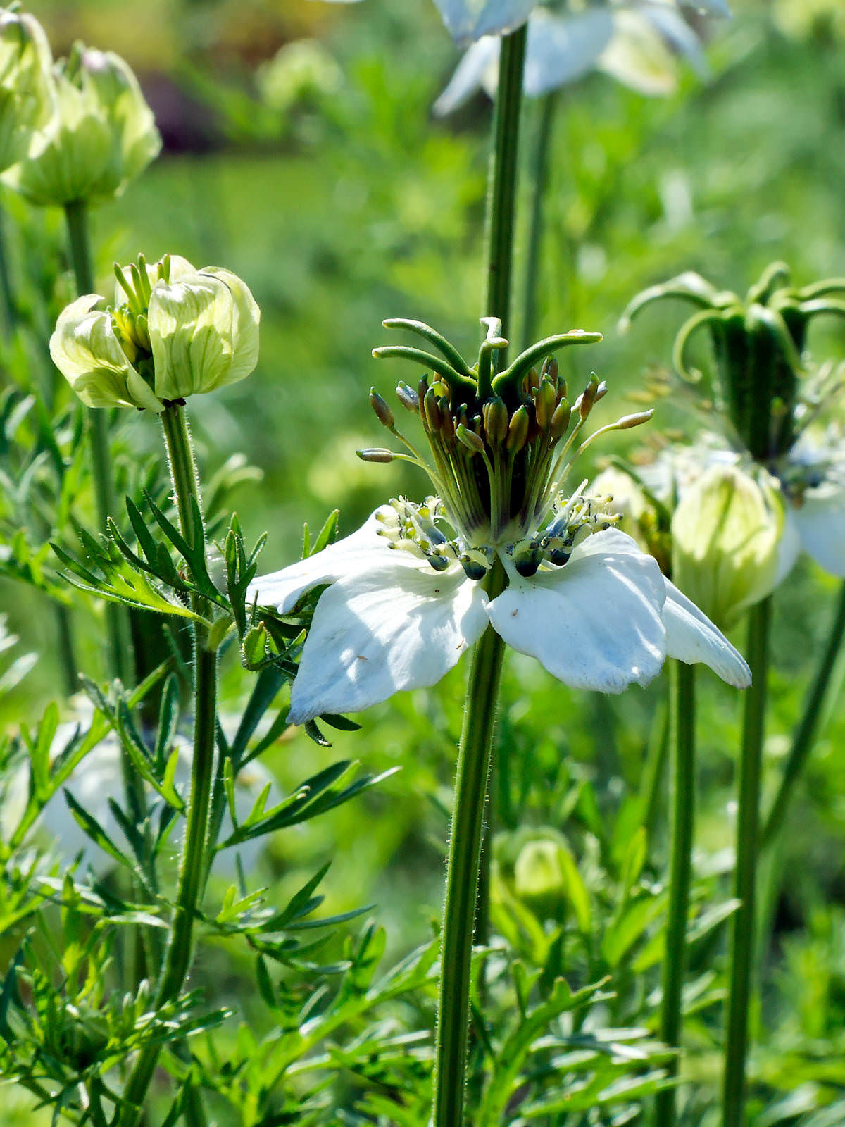 Nigella Sativa Black Cumin World Of Flowering Plants