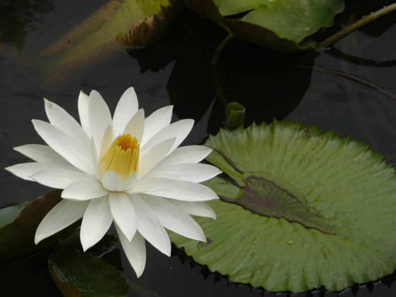 Nymphaea lotus - Tiger Lotus