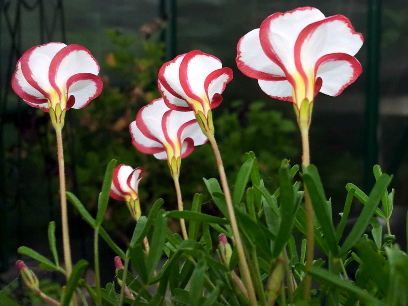2 Pcs Bulbs Oxalis Versicolor Flowers Semillas Plants Home Garden Candy Cane
