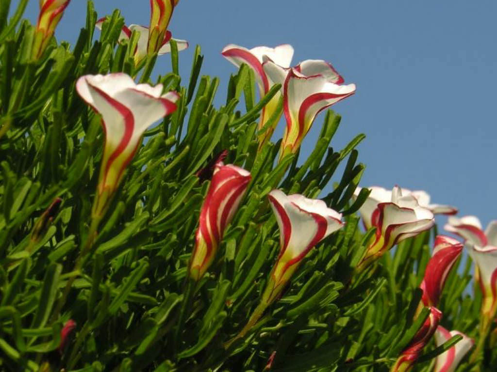 Oxalis versicolor (Candy Cane Sorrel) World of Flowering