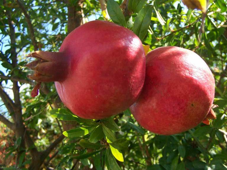 Punica granatum (Pomegranate) - World of Flowering Plants