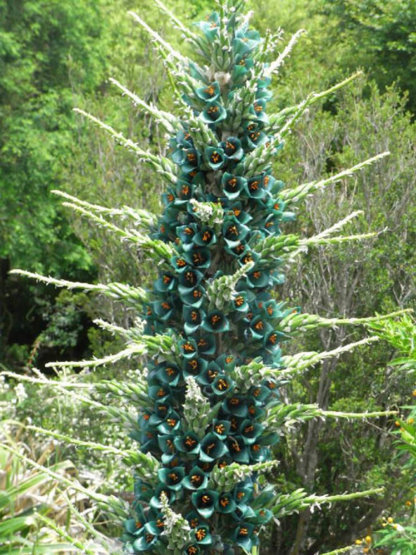 Puya berteroniana - Blue Puya